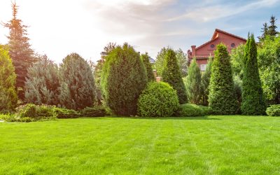 Keeping Your Lawn Healthy During Dry Spells