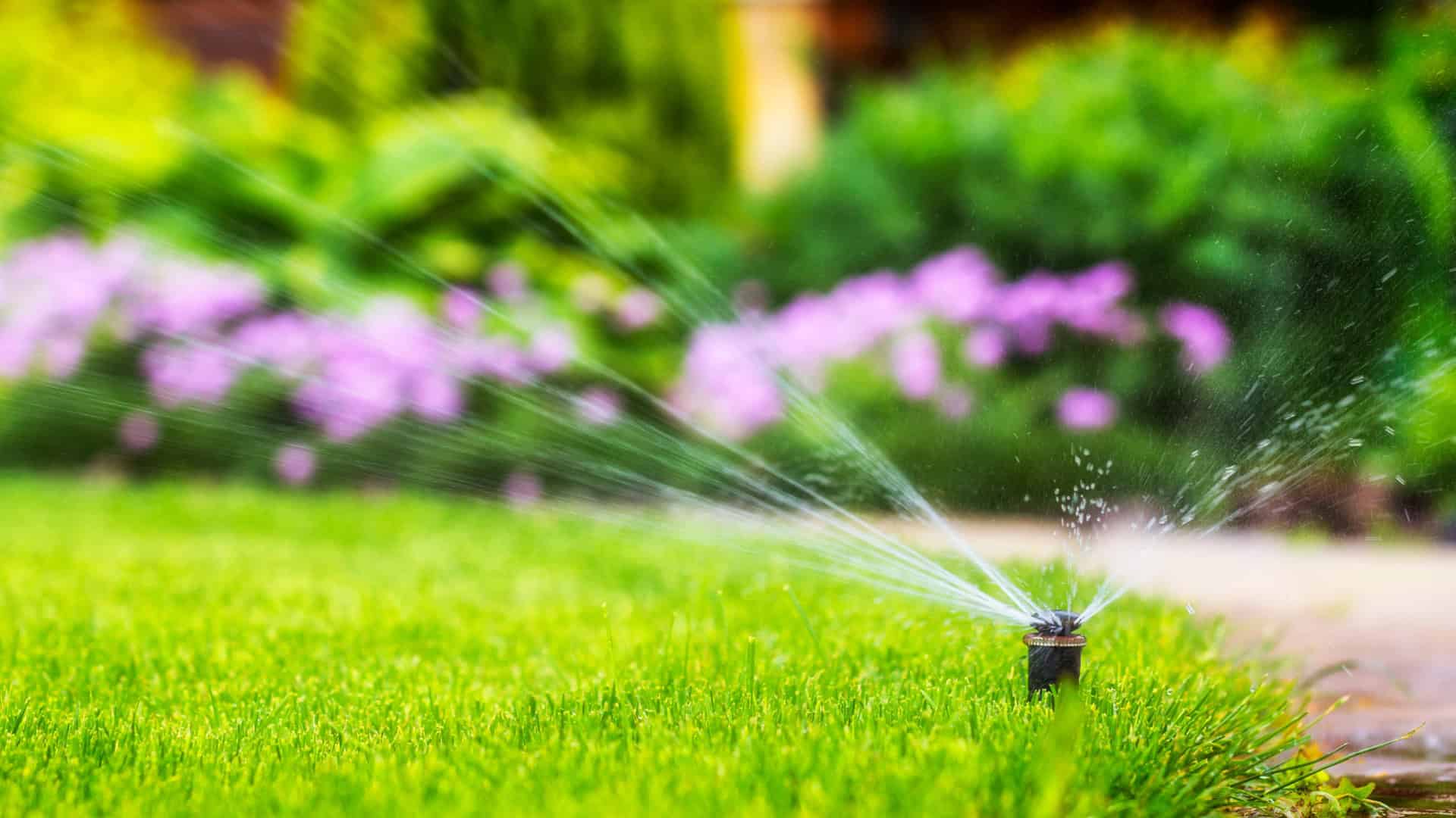 Lawn Watering Schedule Spring and Summer sprinkler head watering green lawn with flower garden in background