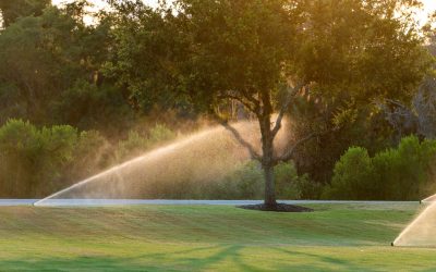 Lawn Watering Schedule: A Month-by-Month Guide for Cool-Season Grass