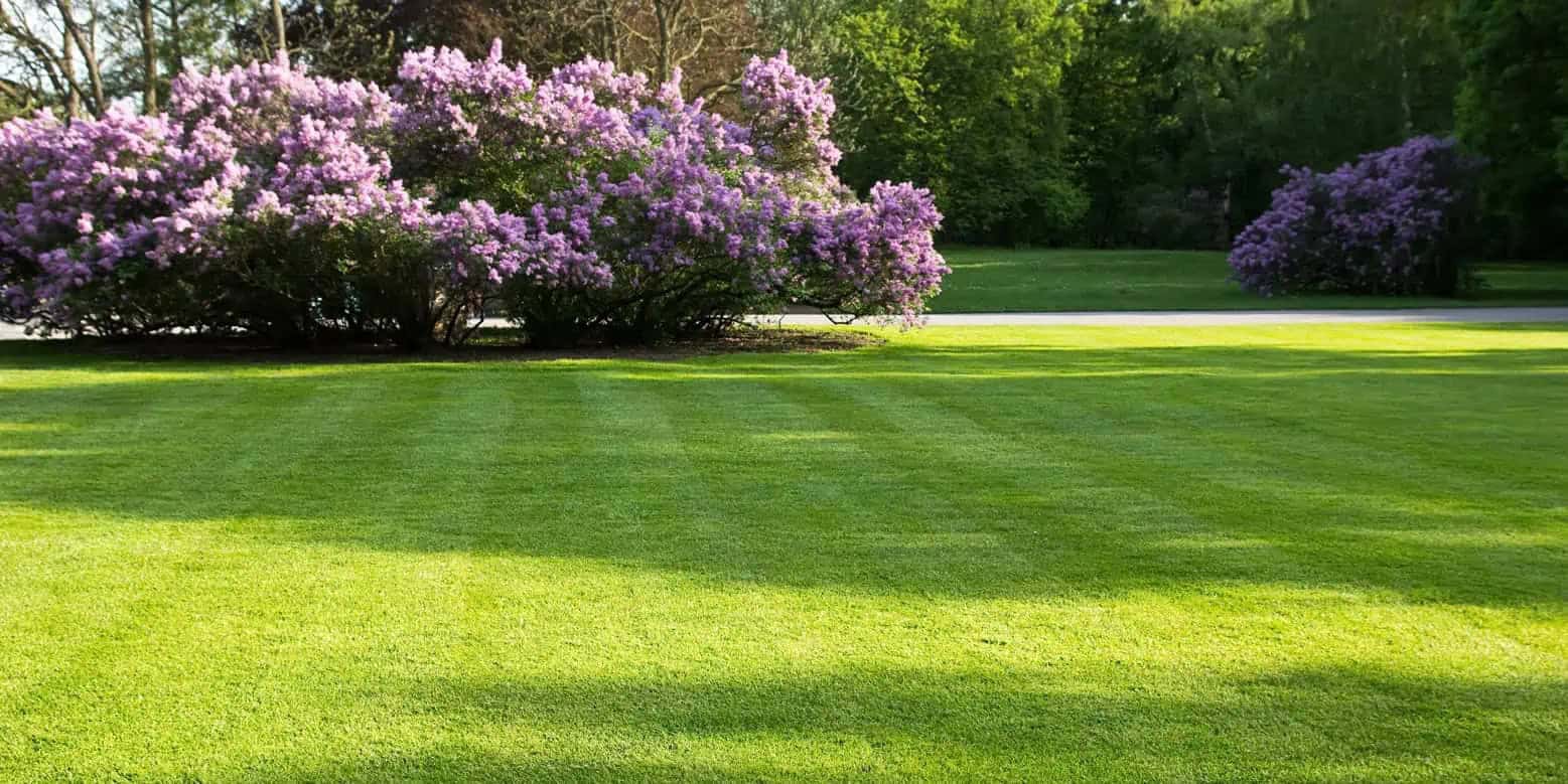sprinkler head watering green lawn with flower garden in background